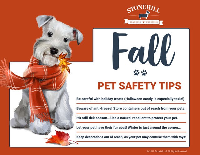 Lost_Fido's tweet image. Fall Tips for Pets #petsafety #falltips #keeppetssafe