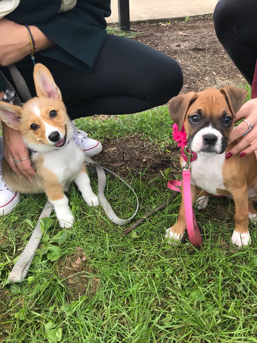 brianaryan22's tweet photo. Who doesn’t love a puppy play date ❤️🐾 https://t.co/hG1umiIPu3
