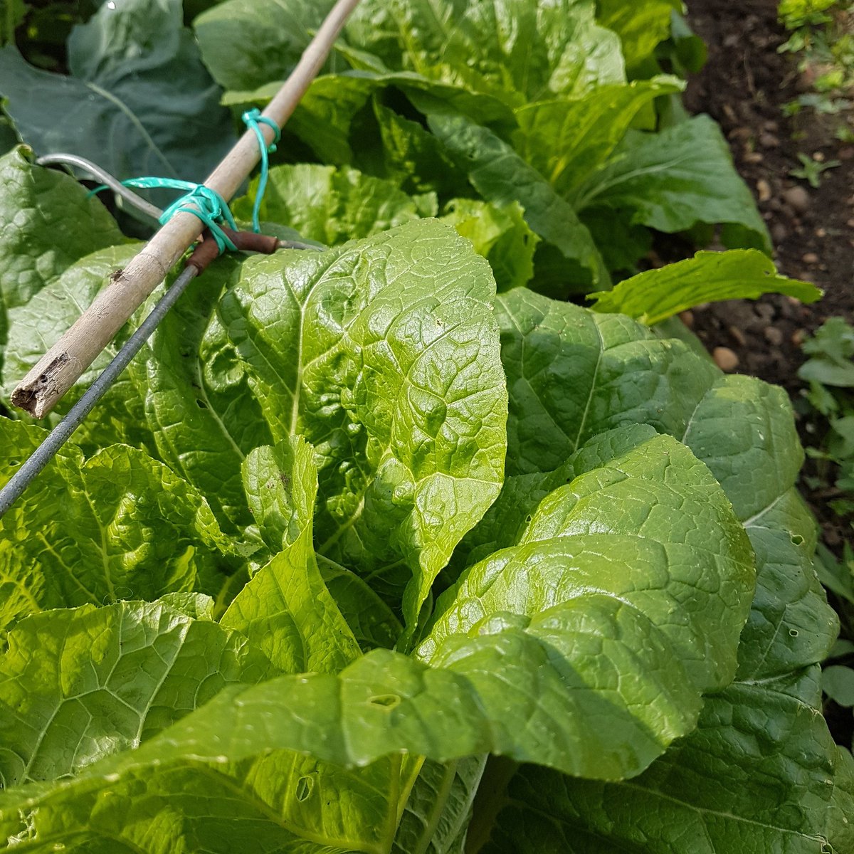 #chinese #cabbage doing better than I could have hoped #allotment #gardening #vegtables #veg #fresh #thegoodlife #edible #tasty #food