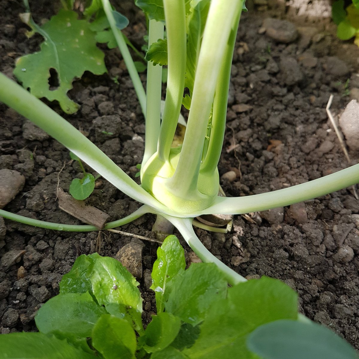 First time growing #kholrabi swelling up nice #allotment #gardening #vegtables #veg #fresh #thegoodlife #edible #tasty #food #homegrown #fresh #fruit