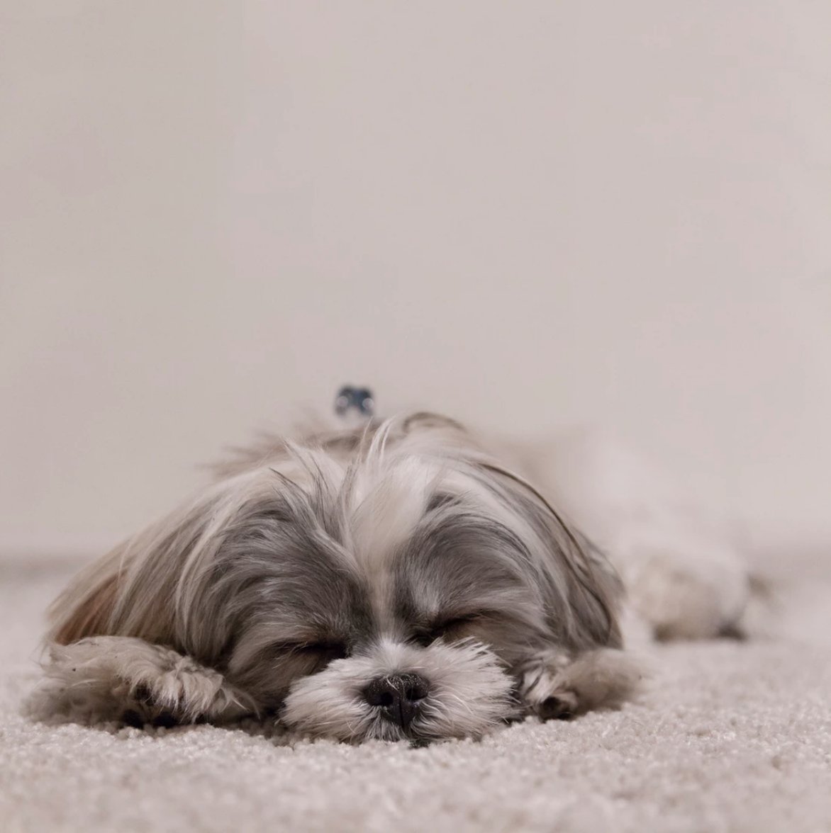 Prisma_Apts's tweet photo. Spend your weekend lounging with your furry friend at your new home here at Prisma! 🐶#PetFriendly https://t.co/qarvrdTkf9