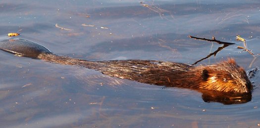 Wildlife photographs <a href="/ArowhonPines/">Arowhon Pines</a> #AlgonquinPark. View more: arowhonpines.ca/love/blog/wild…