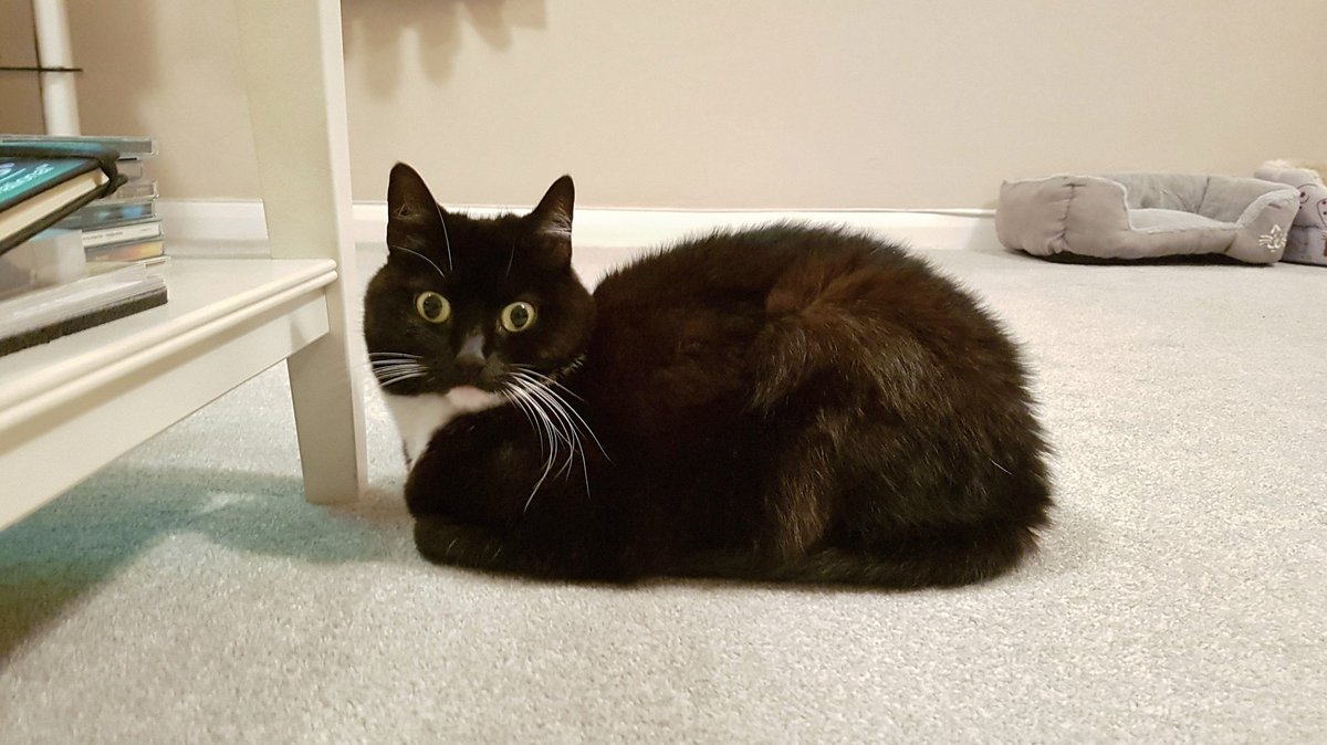 CuriousZelda's tweet photo. Being a loaf of bread is nice
I'm sure you all agree
But no one wants to have a slice
Because I'm gluten free https://t.co/lwZn4qZWfY