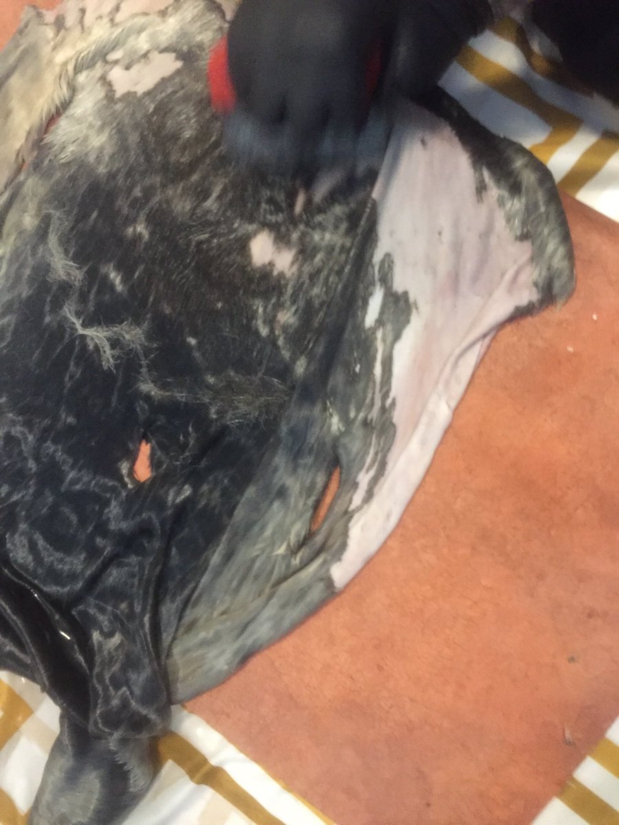 BernadetteDean2's tweet photo. @BernadetteDean2 @cblackst @Allakariallak I dehaired a seal skin yesterday and now making jam for a special young man #resilience #blessedwithgoodfriends https://t.co/10o4igfIpx