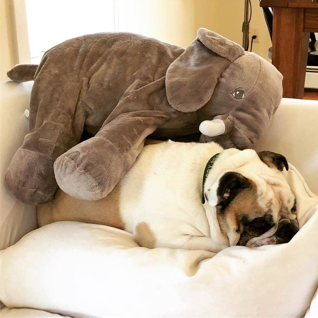 SmotheringRugby's tweet photo. This is my friend Ellie. She and I like to spoon on occasion and it’s ok, sometimes it’s nice being the small spoon. #smallspoon #lovemeup #snuggles https://t.co/NTBAFXyttG https://t.co/upujL9t80j