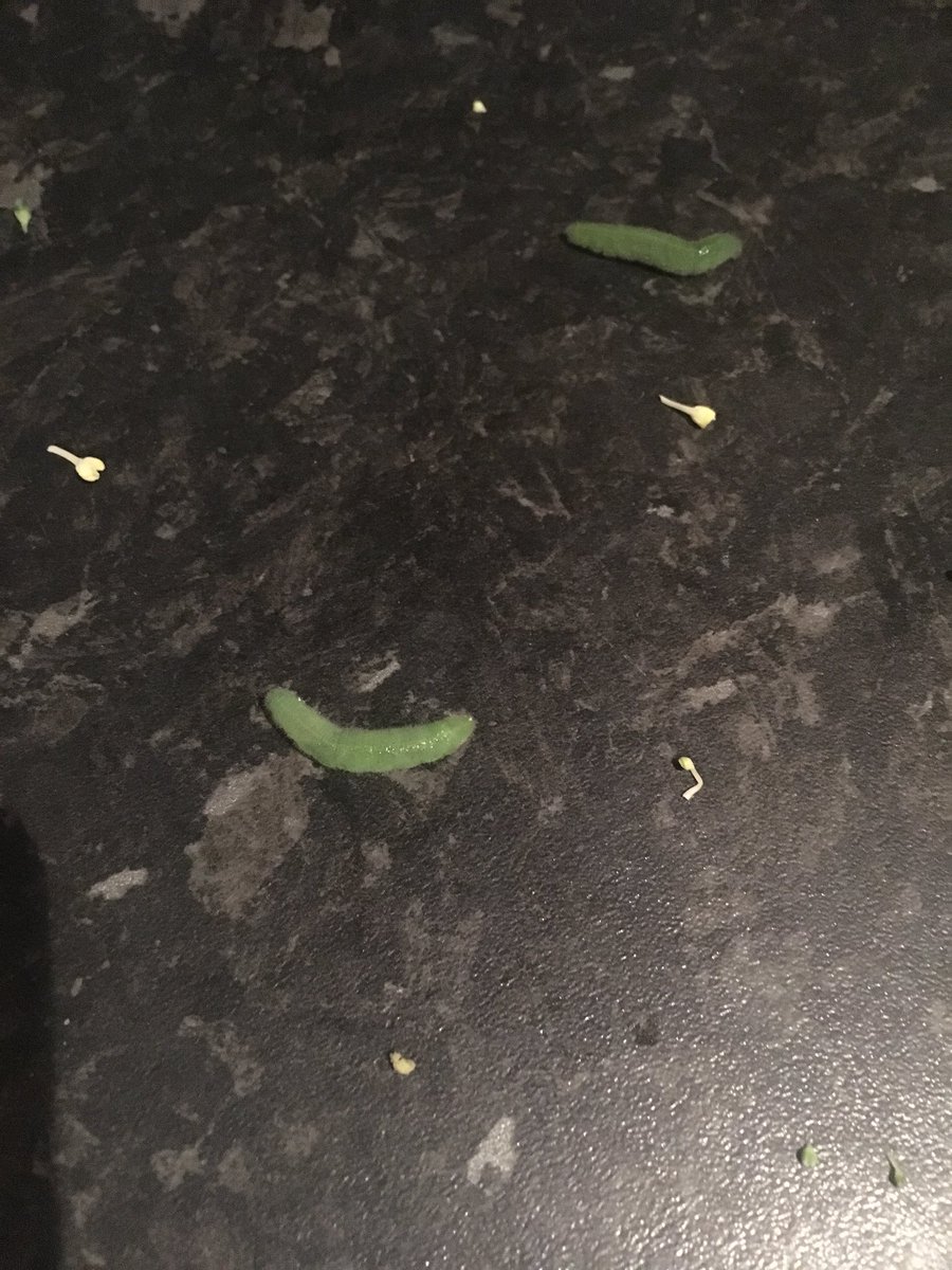 mona_moeil's tweet photo. Didn’t really fancy caterpillar with my roast tonight @AldiUK absolutely disgusting. https://t.co/GZmWbti49K