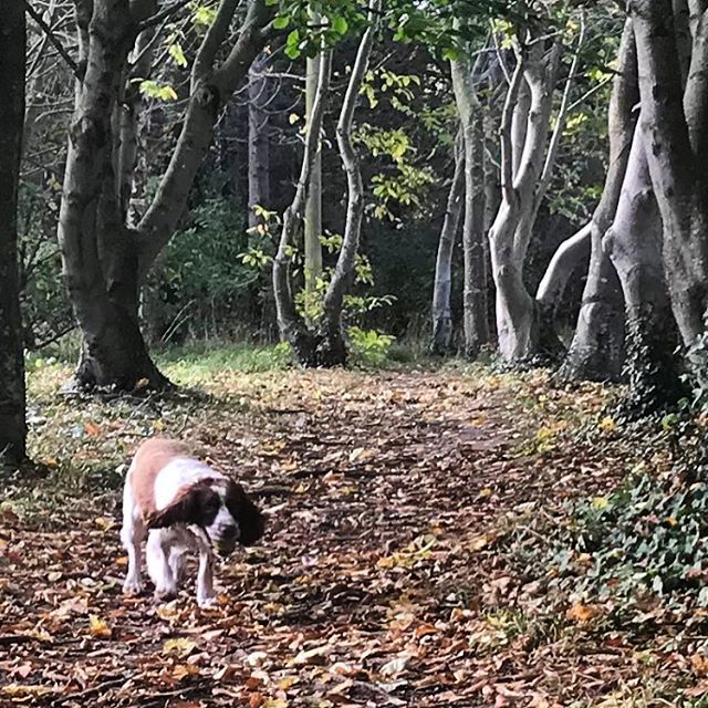 liquidviews's tweet image. Autumn Dog Afternoon ift.tt/2OV61fv