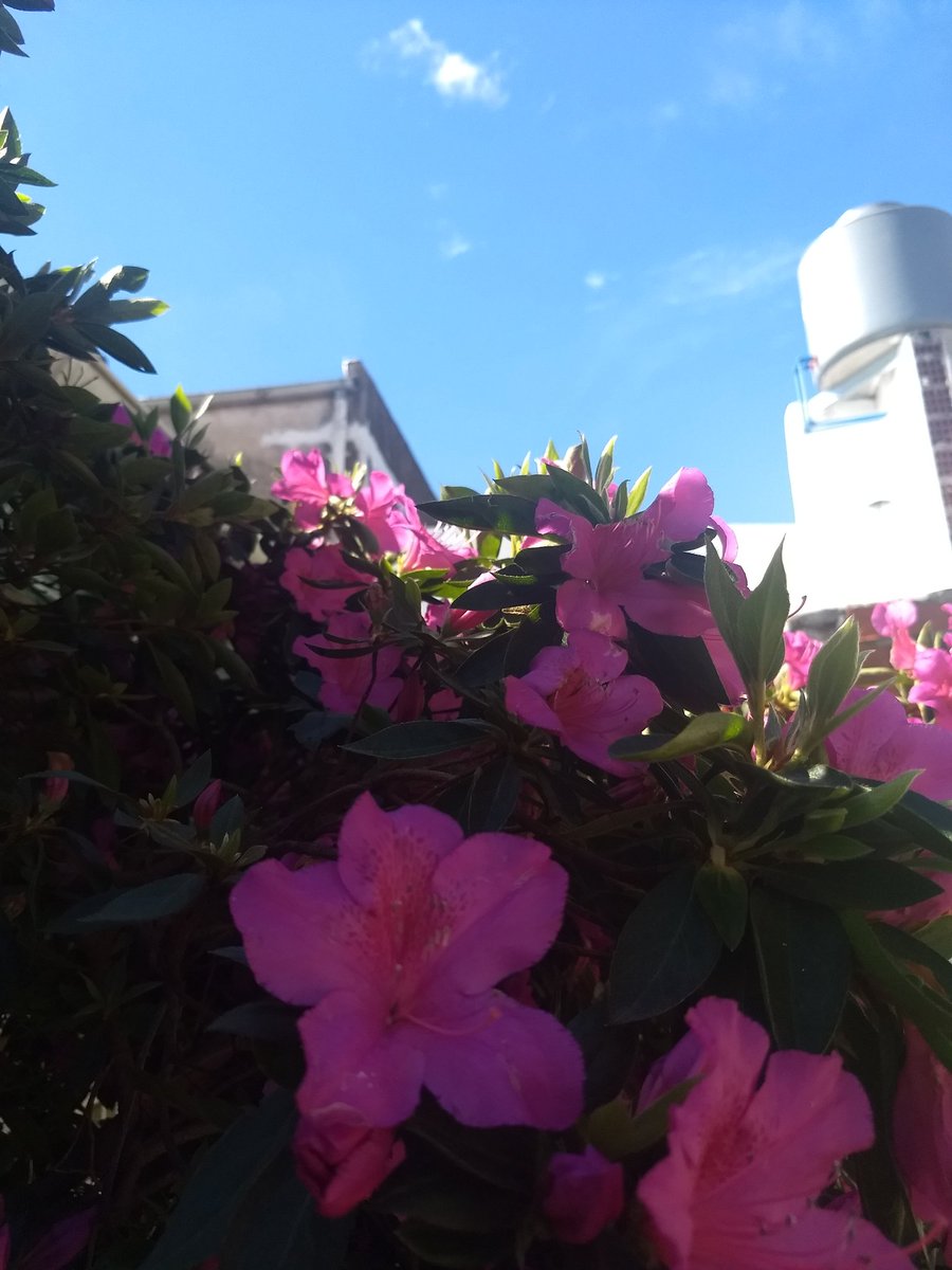 MicaPerezCZ's tweet photo. #MiJardin #MiPrimavera #Pehuajo #Domingo 😉😊😎 https://t.co/zdp6F3pWa2