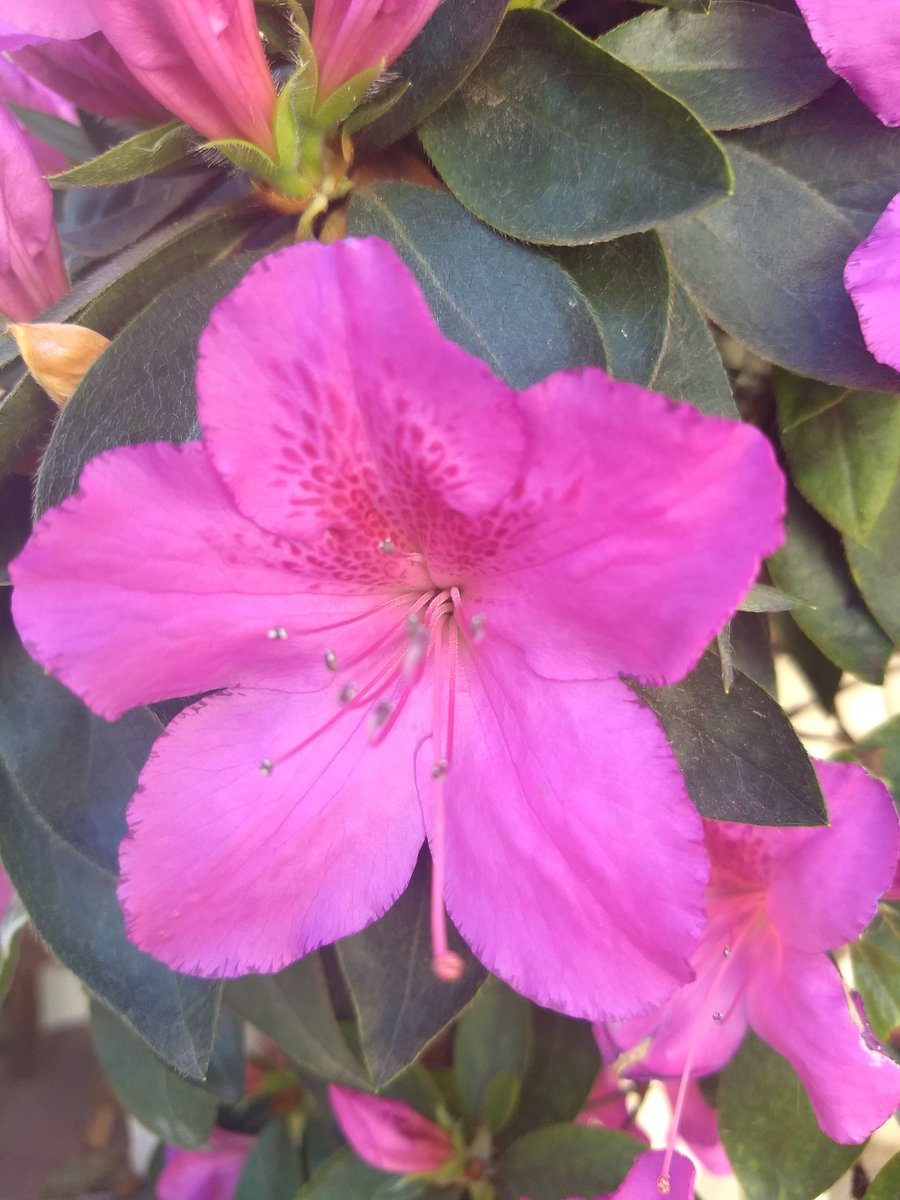 MicaPerezCZ's tweet photo. #MiJardin #MiPrimavera #Pehuajo #Domingo 😉😊😎 https://t.co/zdp6F3pWa2