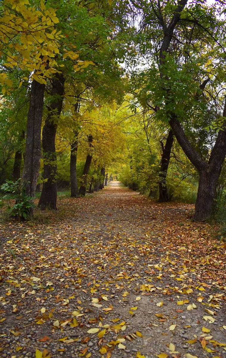 ByShelbyReardon's tweet photo. Went out and found fall this morning. #DallasTheDog https://t.co/JOFVuAfkp9
