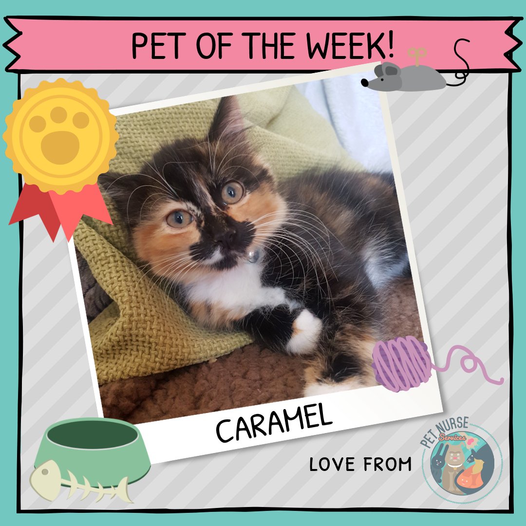 petnurseservice's tweet photo. How gorgeous is our Pet of the Week, Caramel?! 😍  Debbie met her this week for Kitten advice clinic and worming and flea treatment 🐱
Looking forward to seeing you soon for your vaccination and microchip, Caramel! 
#petoftheweek #cat #catsandkittens #cats #kitten #catsoftwitter https://t.co/XVbIu2A4O1