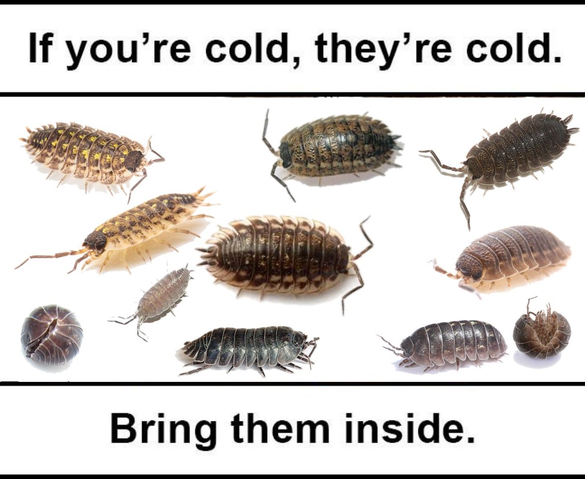 isopod plushie