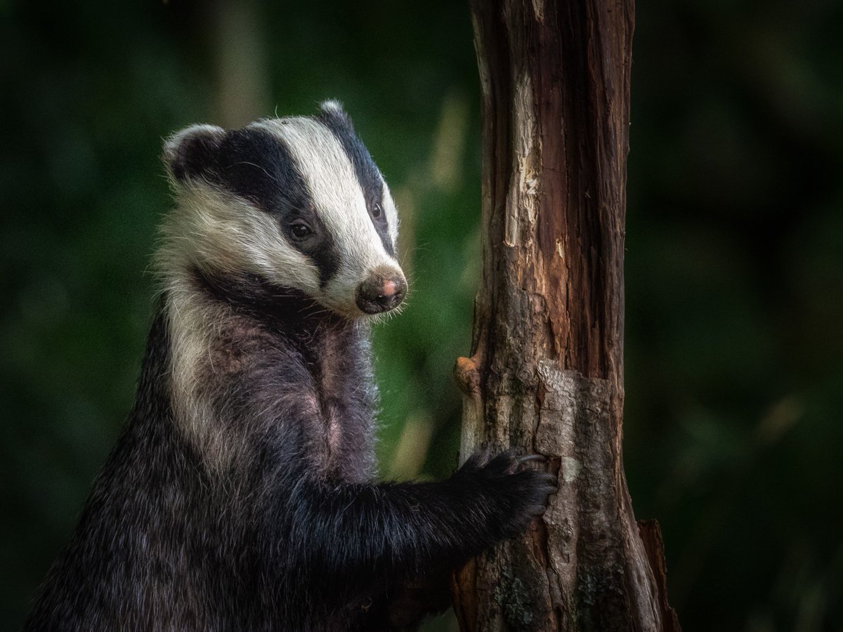 PnPgraphix's tweet photo. Beautiful badger @Benro_UK Mach3 @OlympusUK E-M1 MkII 300mm f4 @OlympusMagazine @getolympus @WildlifeMag @ScotWildlife @VisitScotland @welcomescotland #DumfriesandGalloway #Scotland @TouristScottish #nature #badger #500pxrtg #ThePhotoHour https://t.co/4Hf1OeXqNa