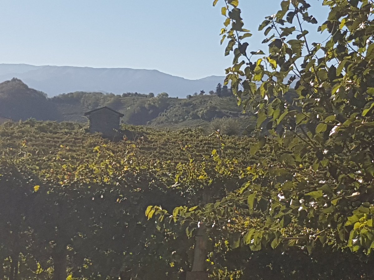 ladyarena4's tweet photo. Spent a resting day immersed in the breathtaking beauty of the #vineyards of #glera #grapes overlooking the #Cartizze valley
#proseccodiconeglianovaldobbiadenedocg #proseccolovers #proseccolovers #bubblelovers https://t.co/5ps21nQxns