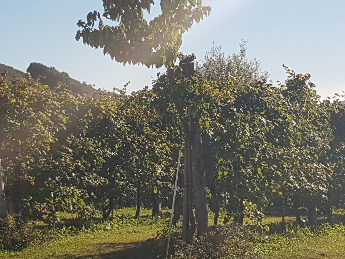 ladyarena4's tweet photo. Spent a resting day immersed in the breathtaking beauty of the #vineyards of #glera #grapes overlooking the #Cartizze valley
#proseccodiconeglianovaldobbiadenedocg #proseccolovers #proseccolovers #bubblelovers https://t.co/5ps21nQxns