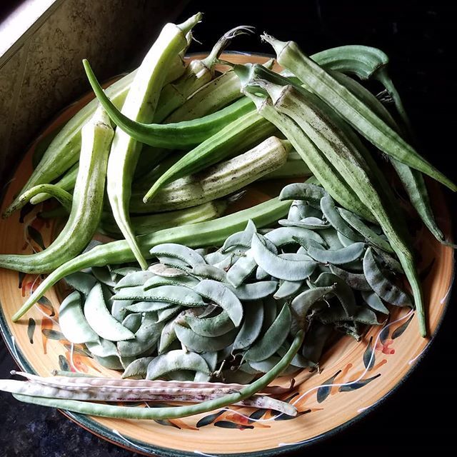 bjbclique's tweet photo. Indian okra, string beans and (snap?) peas. A wonderful share from a friend of ours.
.
.
.
.
.
#homegrown #localfood #garden #okra #ighouston #enjoylife #foodies #foodstagram #foodphotography #instafood #yum #nomnom https://t.co/awhCFm5nyc https://t.co/hVWkghDxeR