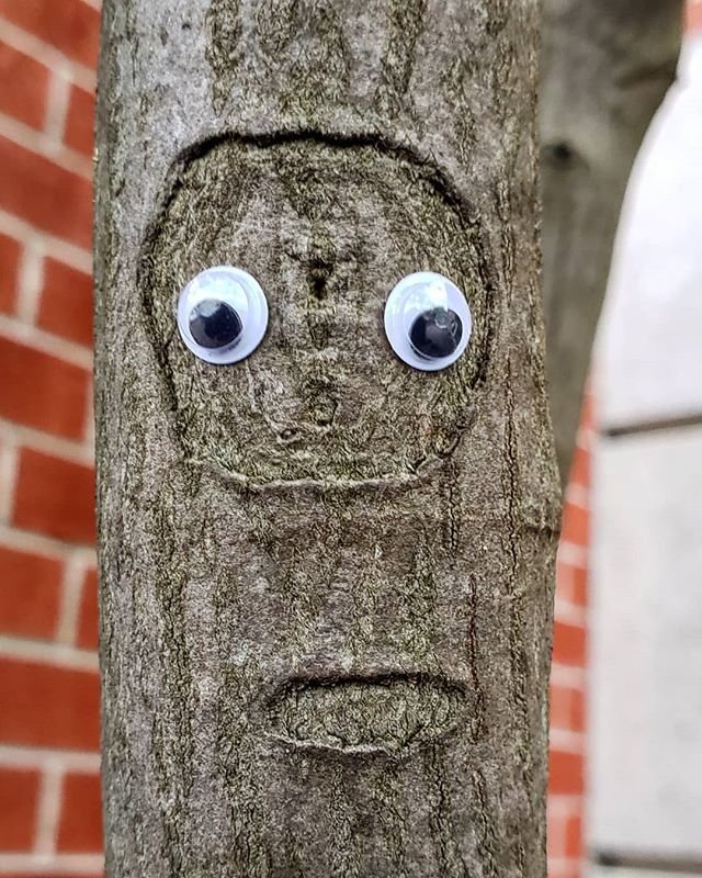 googlyness's tweet photo. We are trees, and trees are us.
#eyebombing #eyesonthings #ptbo #streetart #googlyeyes #fettfakkel #veocaras #pareidolia #treesareus
#wearetrees #treeart #tree #treemark #peterboroughontario #easilyamused #googlyness #iamusemyself #iseefaces #urbanartWe are trees, and trees⦠https://t.co/tHrx2og9Az