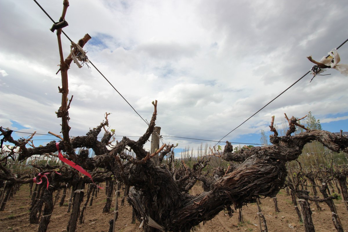 Fin de semana con clases express de <a href="/panchobugallo/">CaraSur Barreal</a> en Barreal. San Juan. Viñas centenarias, variedades olvidadas y proyectos mínimos para recuperar el futuro. ¡Gracias Pancho!