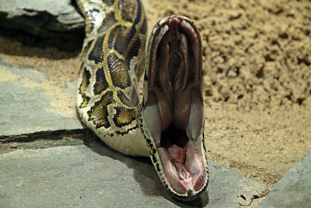Occupytheweb On Twitter Python Scripting Part 2 Building A