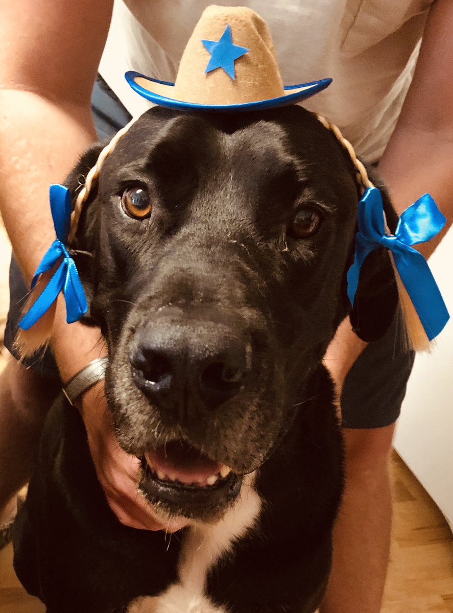 OatFloat's tweet image. Howdy, y’all! #cowboy #pigtails #howdy #dogsoftwitter