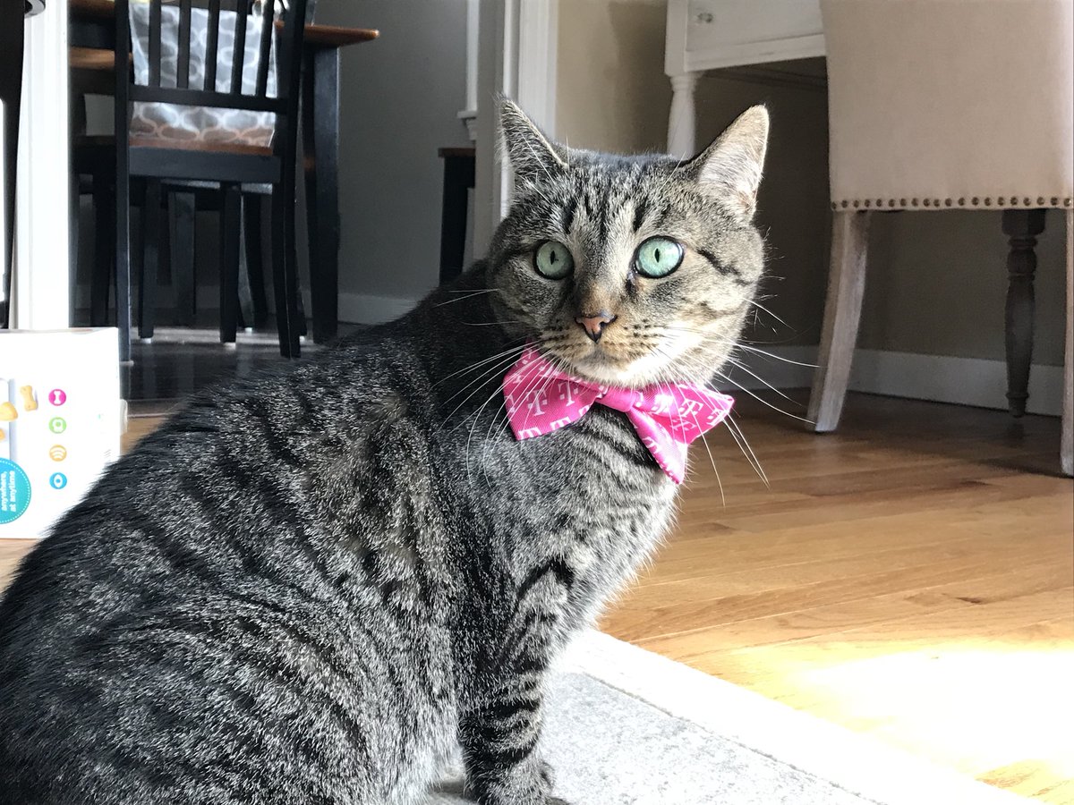 hilary1223's tweet photo. Went to The Big E today. I talked to a guy about gutters, I’ll hopefully be selling him a house in January. The guys at the @TMobile booth fixed my caller ID hooked me up with these fancy cat collars. @JohnLegere #cutecats #SundayFunday #springfieldrealestate #bige https://t.co/3JoeoXLiVA