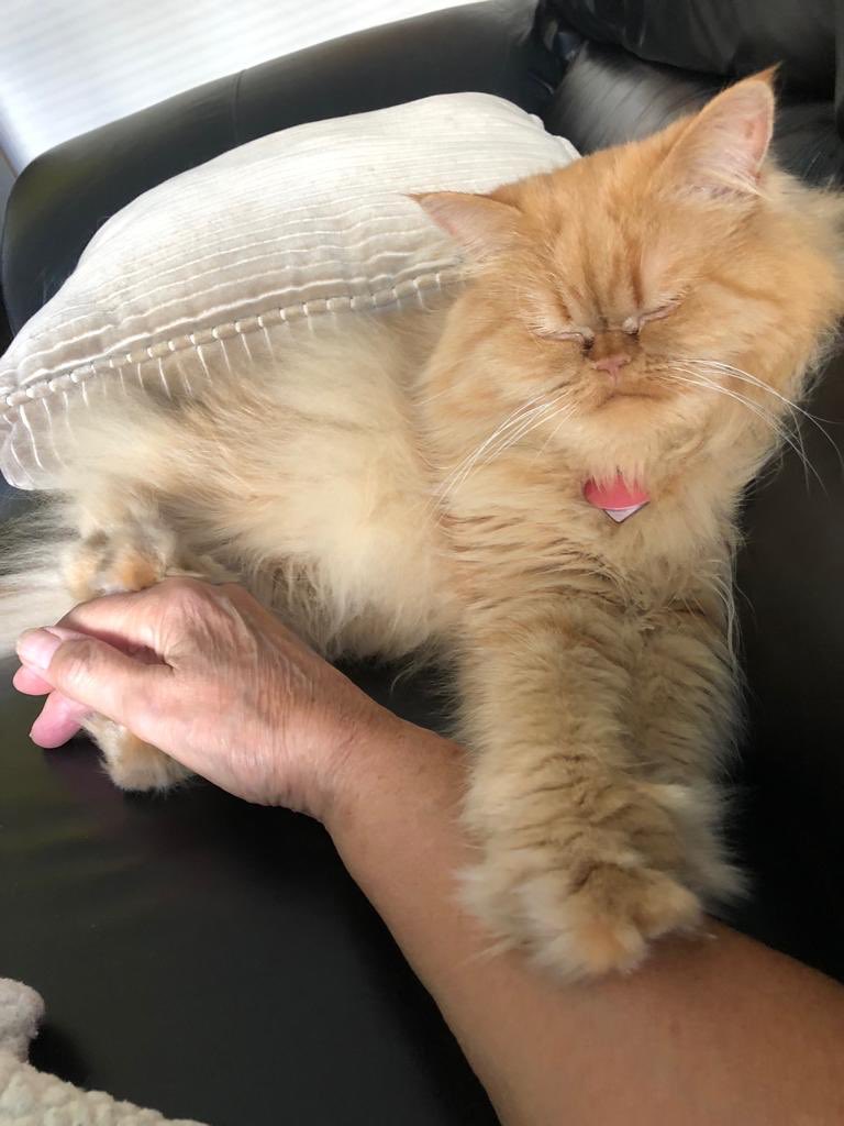 Spike33333's tweet photo. I am sure lucky to have such a great grandma to cat-sit me! @dunvegan_mama @RudigerTheCat https://t.co/xaua0NA4Zo