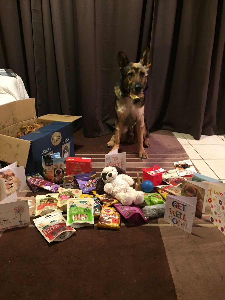 K9Finn's tweet photo. The public have been amazing right from the start 🐾
From 127,000 signatures -supporting me &amp; #FabulousFinn 🐾👍
&amp; continued support from everyone to make sure #Finnslaw is pushed thru Parliament 👍🐾
You’ve made the campaign your own which will make it succeed🐾
#FinnHour https://t.co/59IGxDmHAf