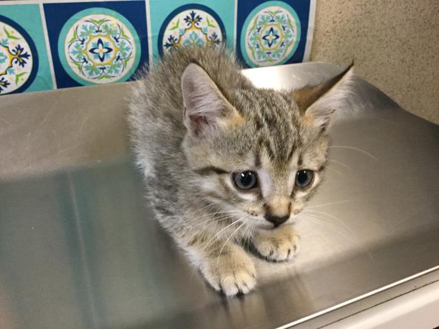 Freja_Petersen's tweet image. SHARE - ADOPT - FOSTER - RESCUE

Cat - ID#A1474698

I am a male, brown tiger Domestic Shorthair.

The shelter staff think I am about 10 weeks old.
 
6851 Van Buren Boulevard 
Riverside, CA 92509
951-358-7387

petharbor.com/pet.asp?uaid=R…