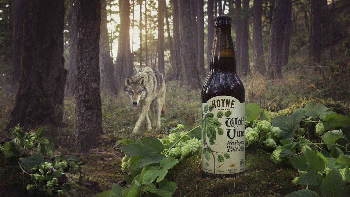 HoyneBeer's tweet photo. 🐺 It's Time! 🐺
Humulus Lupulus – The Wolf Vine.
We will be releasing the Wolf Vine Wet Hopped Pale Ale 650ml bottles in the growler bar Monday, October 1st at 11am. Limit 1 case per customer. First Come, First Serve! #650ml #wethopped #bccraftbeer #fall https://t.co/gk0PcDlKpj