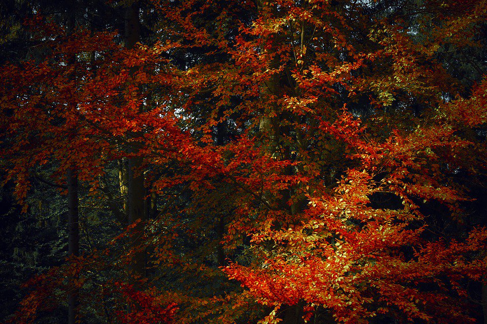 furflufffeather's tweet photo. #Autumn #Fall

https://t.co/59TMKoKpZ6 https://t.co/YMjTvORWvR