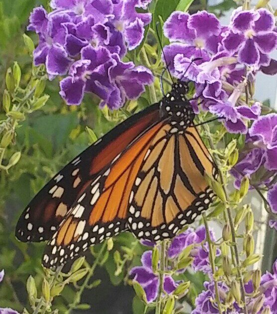 PaulaMargulies's tweet photo. Not so fast! We thought the season was over, but this morning we had a visit from a mating pair of #monarchs in our #butterfly garden. Spotted 8 #caterpillars outside the #habitat, so we're not done yet (we've released 113 monarchs so far) 🐛🐛🐛 #stillcomingthrough #fallwatch https://t.co/sVinAnezyV