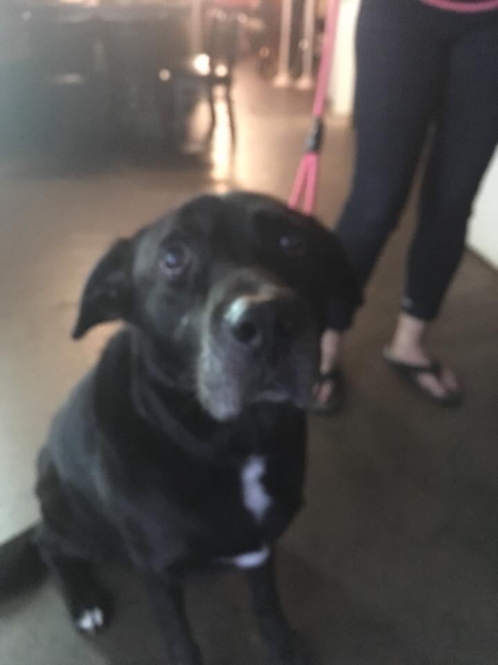 crafty5points's tweet photo. Fitz is our Crafty Dog of the Week! 

Crafty Canines meets every Tuesday 7-830 and we pick a different pup every week to be famous! #dog #doglovers #craftycanines https://t.co/I3GAefuHID