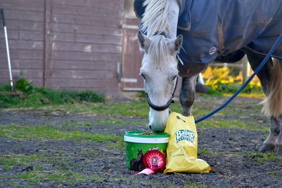 Finn enjoying his treats after winning his first hunter trials today. Thank you to <a href="/BaileysFeeds/">Baileys Horse Feeds</a> for sponsoring a local unaffiliated with such great prizes