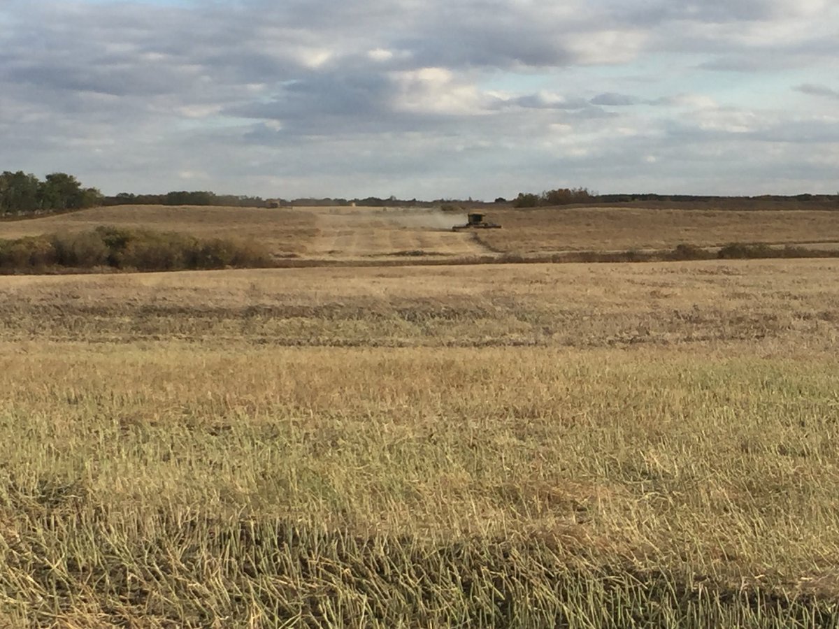 JocVelestuk's tweet photo. We’re Rollin on our home quarter! Finally after seeing it squished down with snow. Happy with the canola yields. Best we’ve had on our land and I know with the most efficient use of fertilizer from my #prs and #cropcaster results! Good #croprotation helps too. https://t.co/aRsMRAFLjC