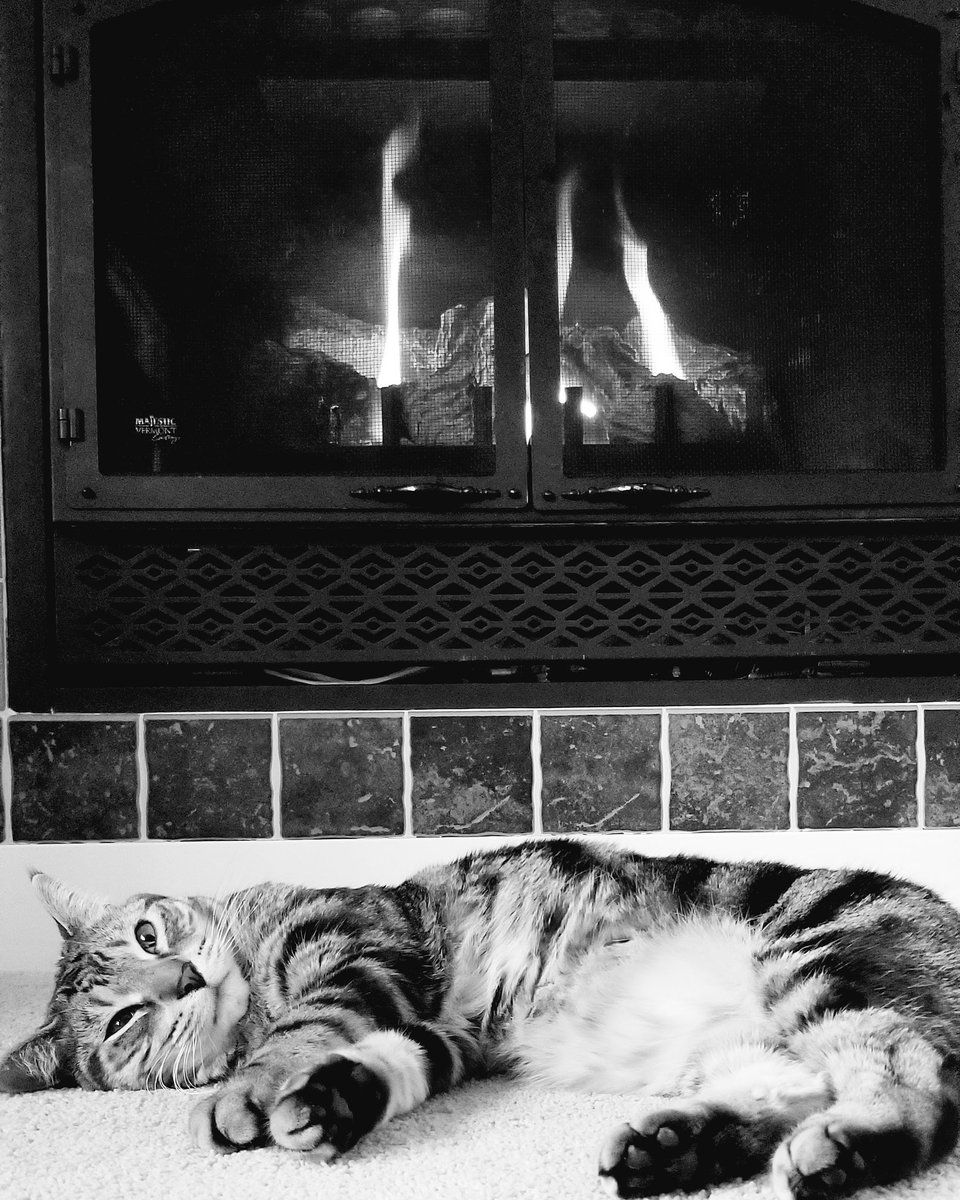 BlubaughKate's tweet image. Sunday vibes
#lazysunday #catlife #fallfire #thehealthyhousewife