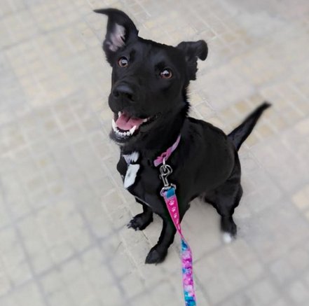 ¿Quién viene a pasear conmigo? 
#AmigosPuppis <a href="/wanchita/">wanchita</a>
puppis.com.ar