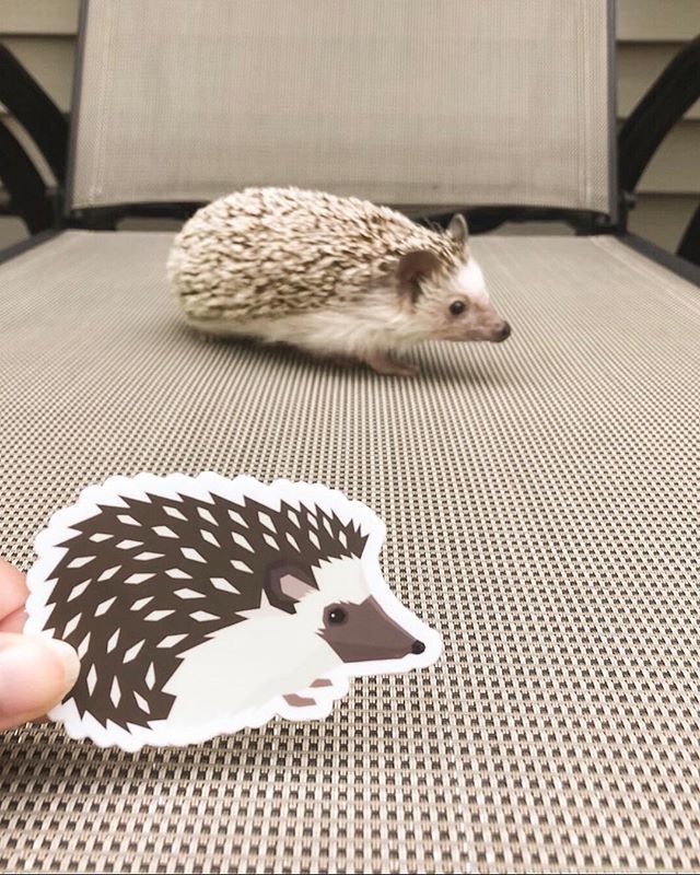 maryannedesign's tweet photo. It’s like a game of spot the difference 🤔 #WHPMatching

Thanks @stickermule for printing my @quillthehedgie stickers! 🦔 https://t.co/BcbqgMoyW2 https://t.co/J0UUbUgQcd