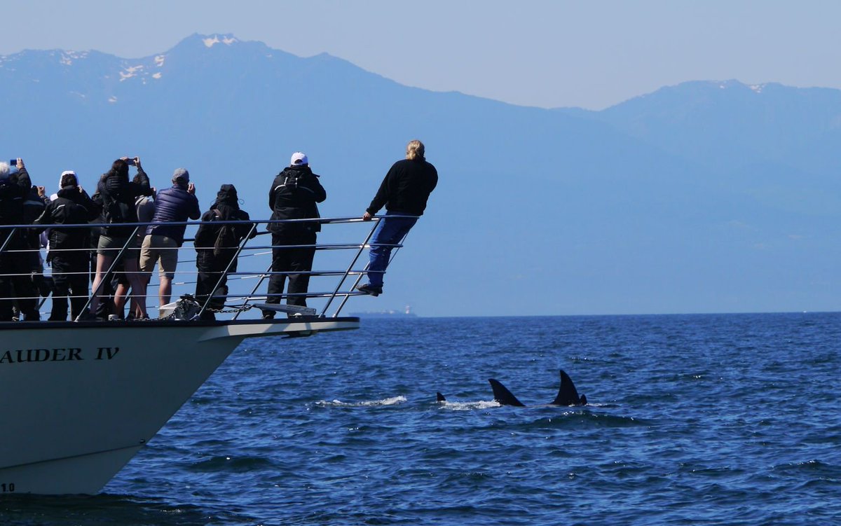 jeffrey_ventre's tweet photo. Personal photograph from #Superpod6 - Those are Bigg's whales with the Olympic Peninsula in the back - taken from @orcawild boat J2 -- 7.17.18 https://t.co/5sKzgqlEpD