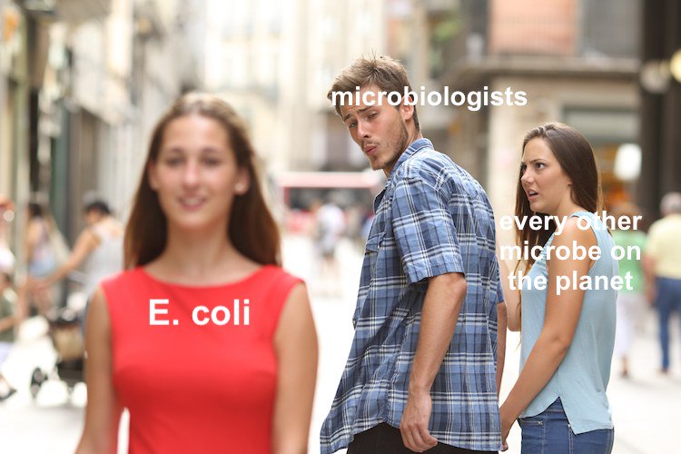 LWMicro's tweet photo. What @markowenmartin said: "You can get extra credit for tweeting a #MicroMeme."
What I heard: "Summarize the entire reading assignment in a meme, then make three more just for fun."
(Sorry for the violence in the antibiotics one, but that one made even my non-bio friends laugh.) https://t.co/XlT6kMVPMU