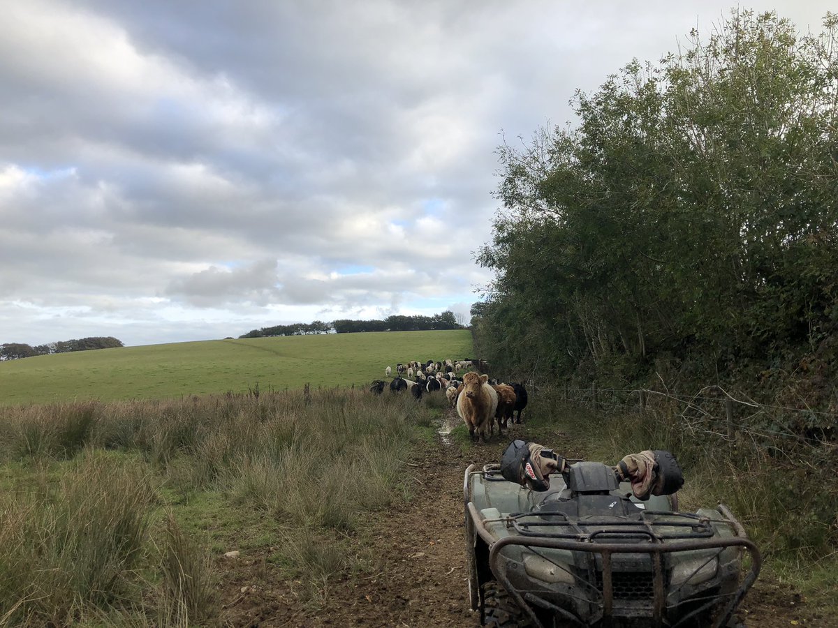 newlandfarm's tweet photo. Big lot wanted a fresh field #Pairs #AtGrass #HillCows #ViewOfTheQuad #teamStripe #UNofCows https://t.co/eohnIQnYk9