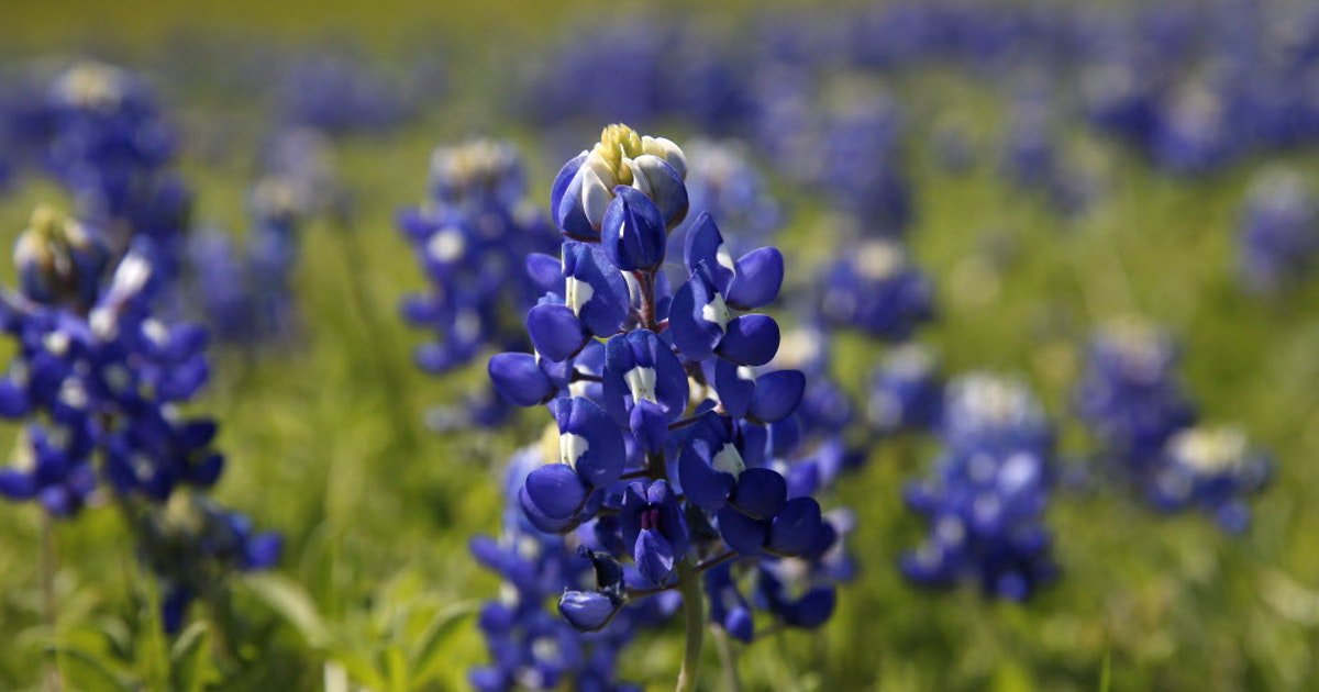 up close photo of a bluebonnet in a field