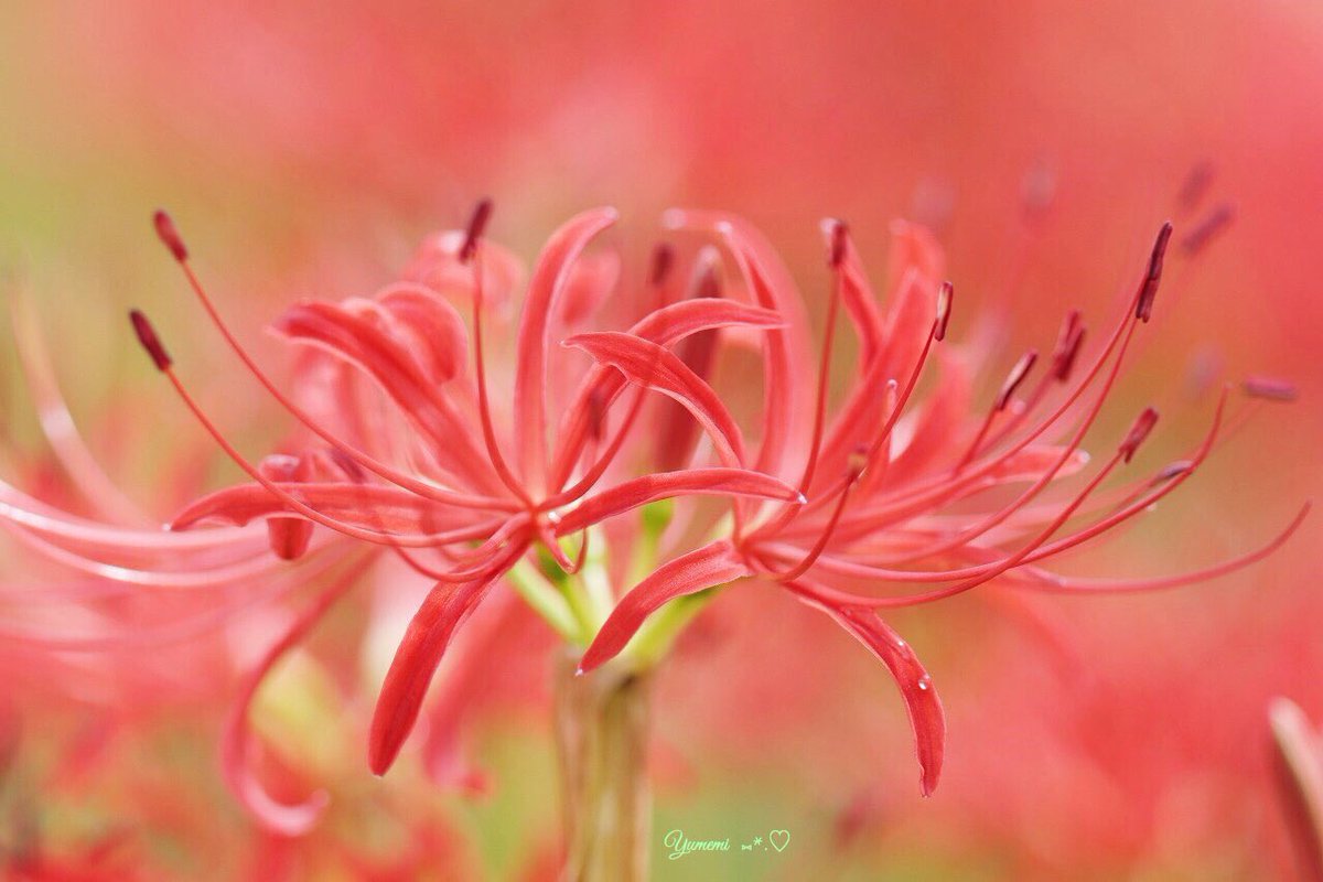 yumemi2288's tweet photo. おはようございます🌸💐

台風は夜中に通過🌀🍃🍃🍃
穏やかな朝を迎えました☘️

今月も宜しくお願いします
*:.｡.(＊๓´╰╯`๓＊).｡.:* https://t.co/iAQjLWWXIa