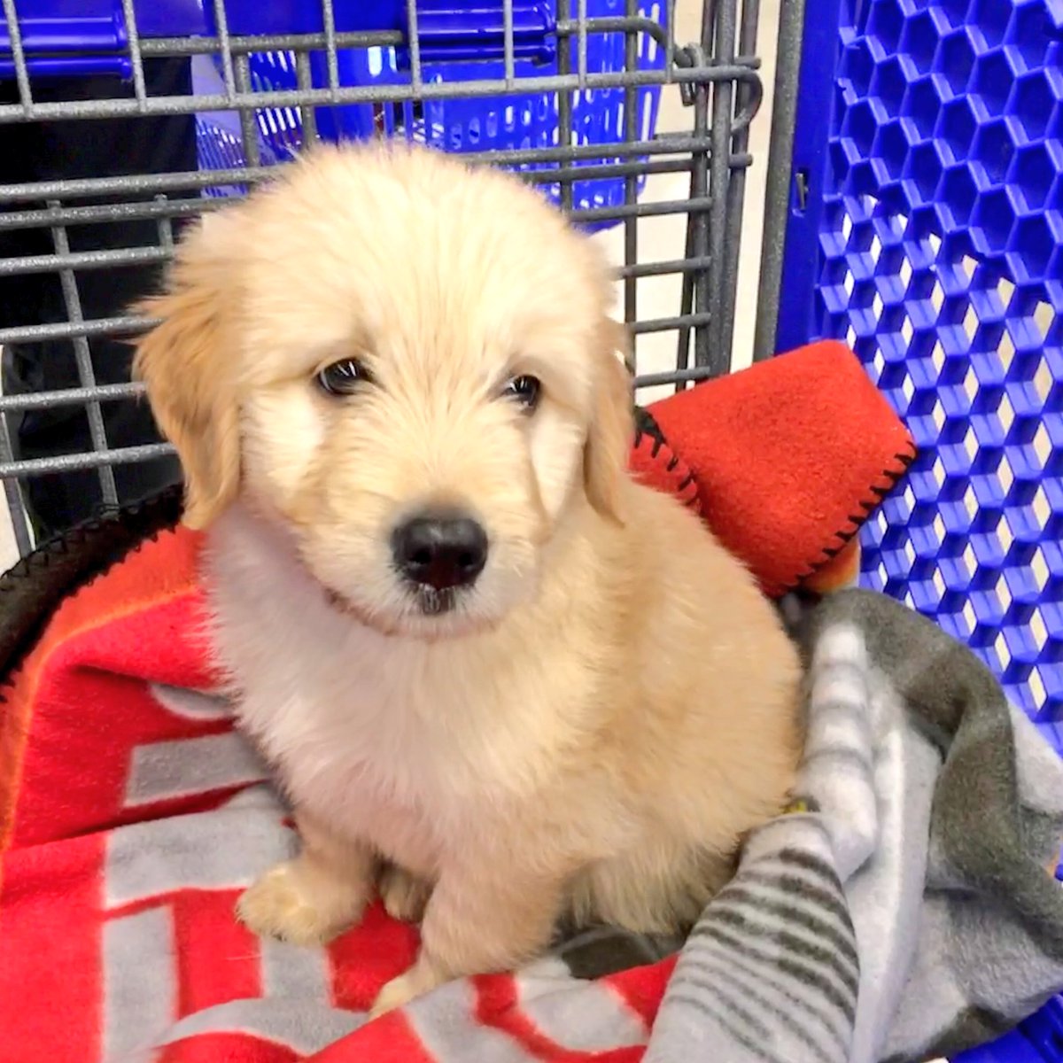 Brampton Corners PetSmart tweet media