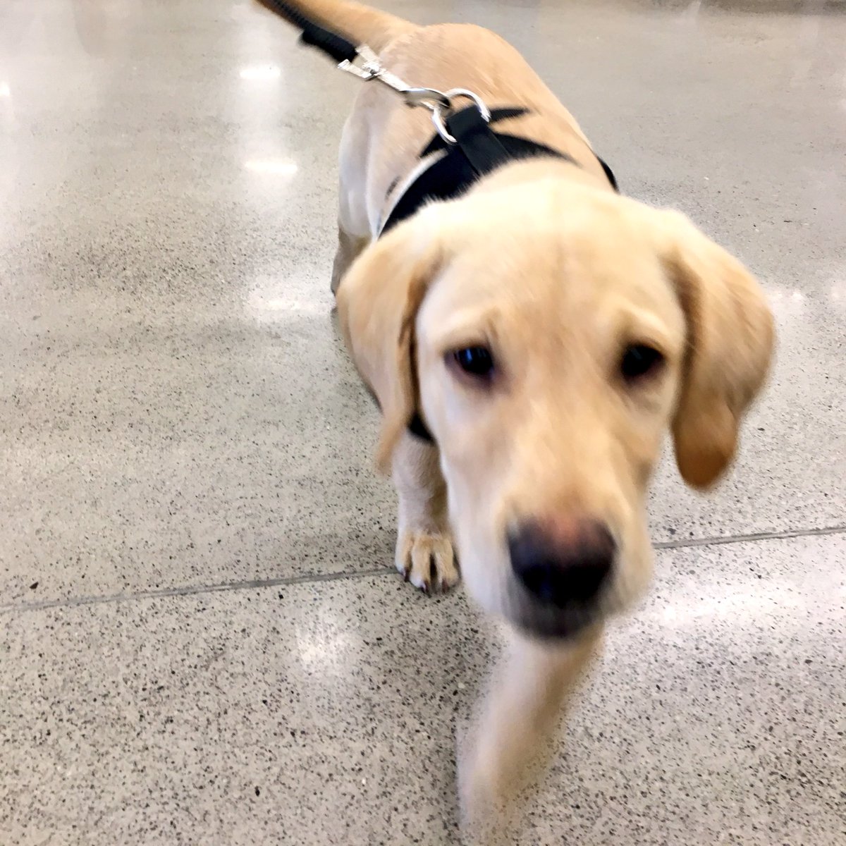 PUPPY OVERLOAD!!!! All the kids came out to play with us ❤️❤️❤️ #cutenessOVERLOAD #puppy #puppylove #goldenretriever #Bulldogs #Doodles #LifeAtPetSmart #Brampton #fluffy