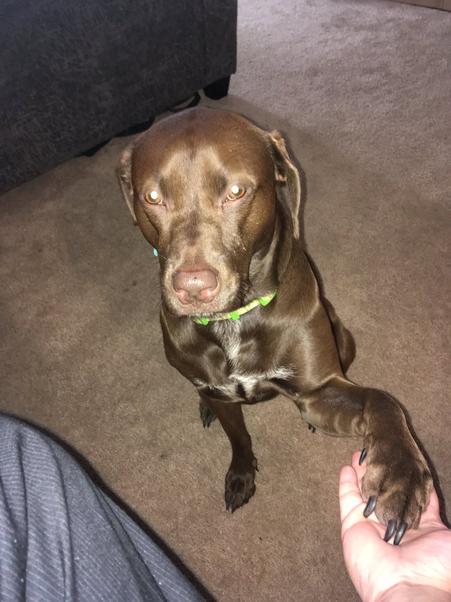 dansmith757's tweet photo. #mansbestfriend #miracle https://t.co/6hJAus7wOi