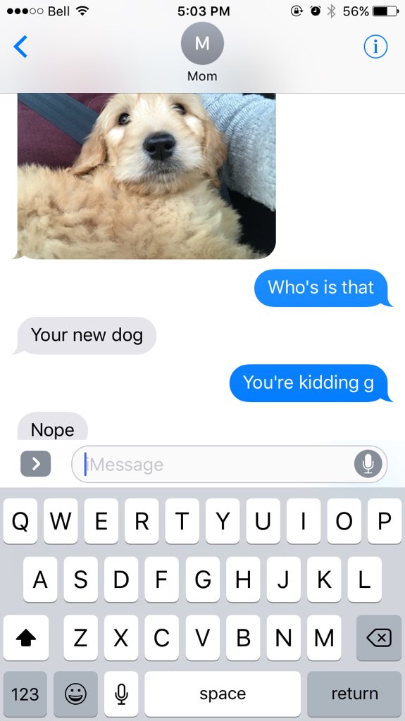 madi_mcavoy's tweet photo. My mom is that person that comes home from the grocery store with a dog https://t.co/S4W2aGPPty