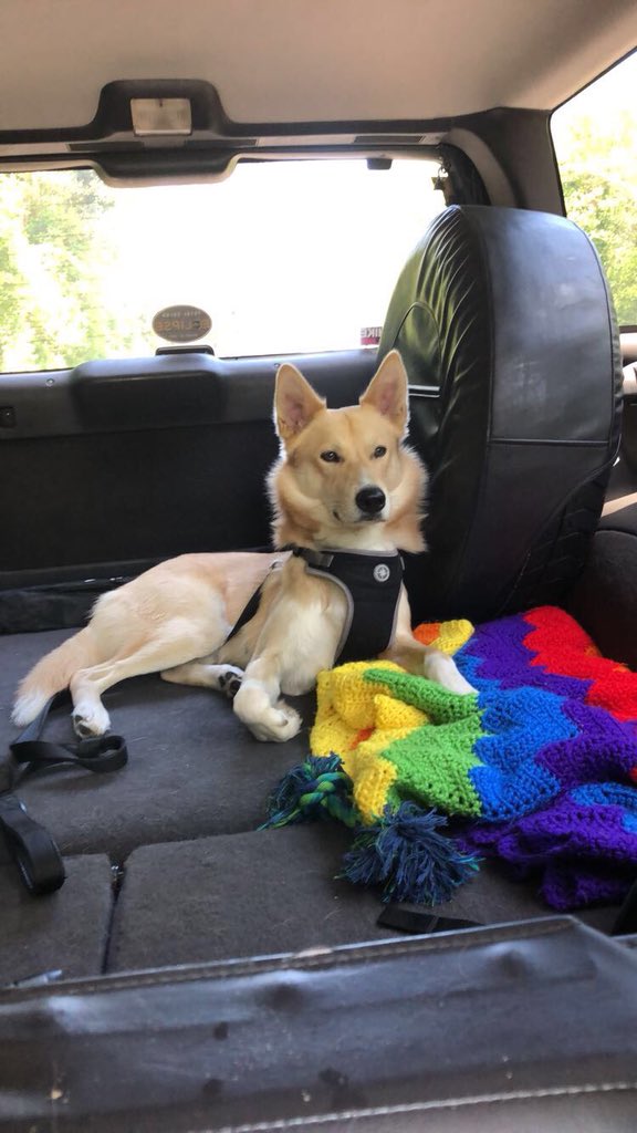 Ky_Bell14's tweet photo. this handsome dingo is 2 today 💓😊🎉 https://t.co/eJOmI6Pe6m