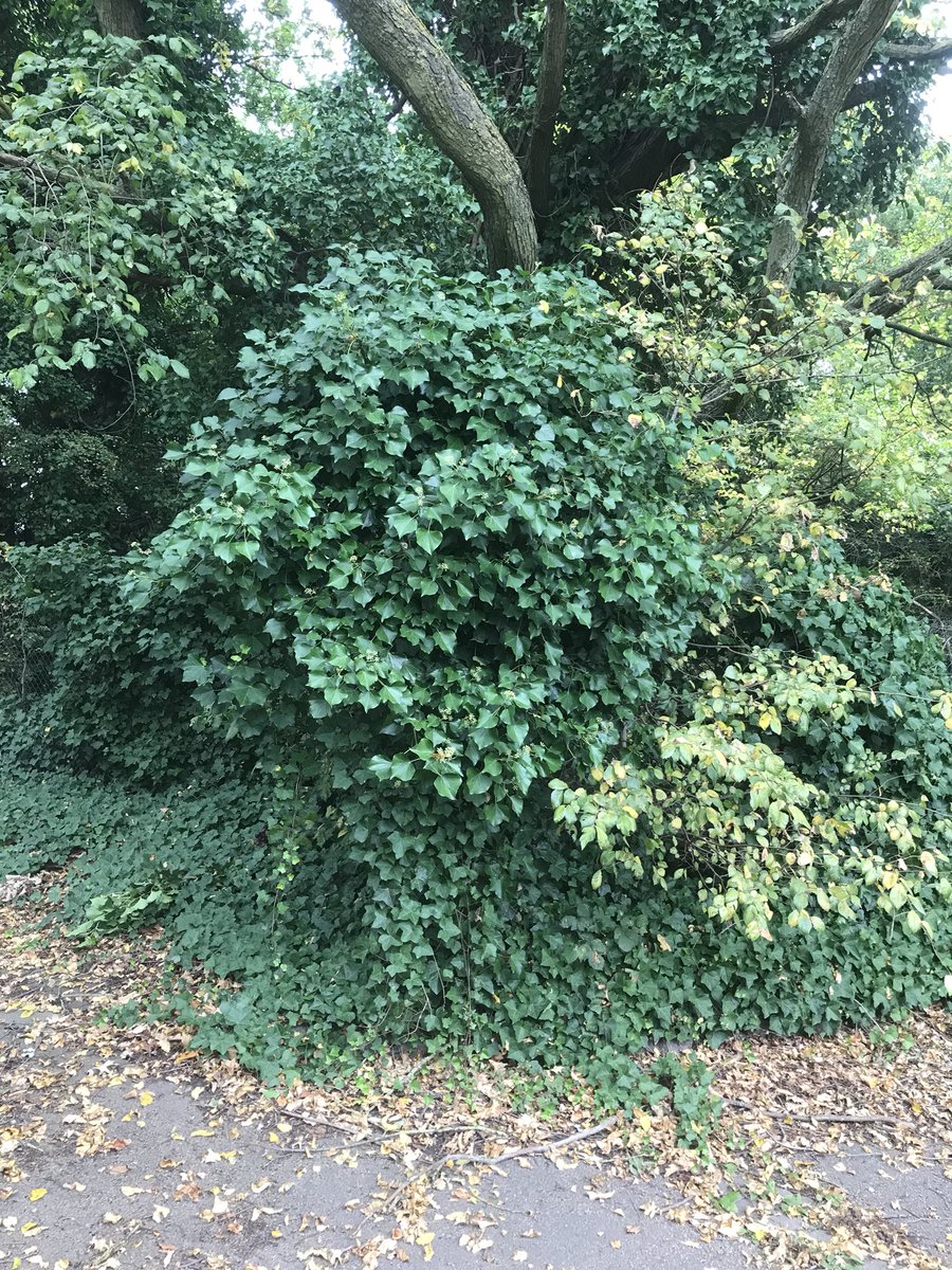 ThomasMHealy's tweet photo. No wonder no one can find this #Tame route. 15min fight to clear this ivy cloaking this Way Marker, other signs along pointing in wrong direction or missing https://t.co/eiy3YtOOi0 https://t.co/mpR46DCmgh