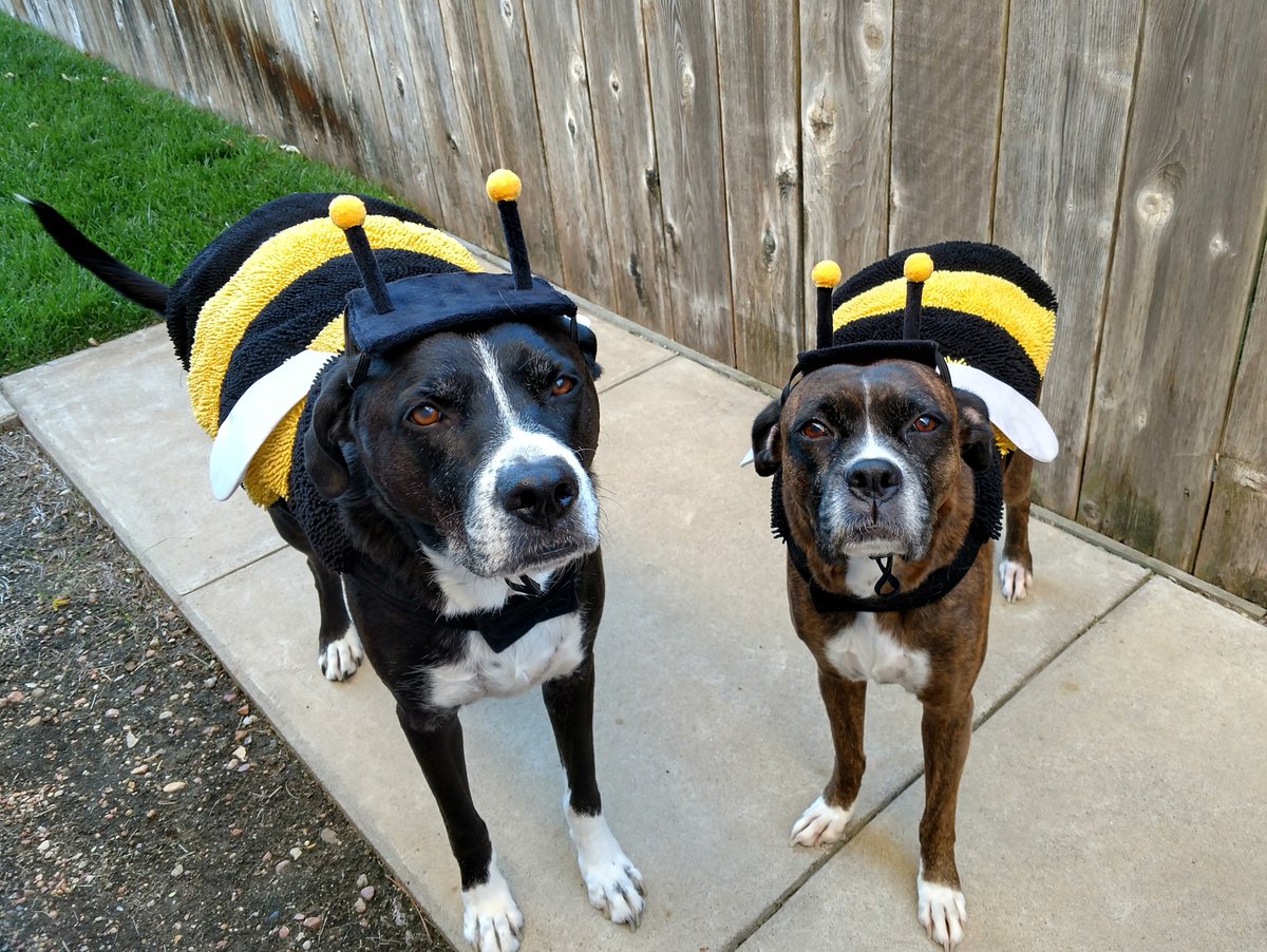 beesponsible's tweet photo. It's almost October, which means it's almost Halloween, which means we can all start thinking about who should dress up as a bee this year. #toosoon #bumbledogs ππΆ https://t.co/cjcHo6HQIf