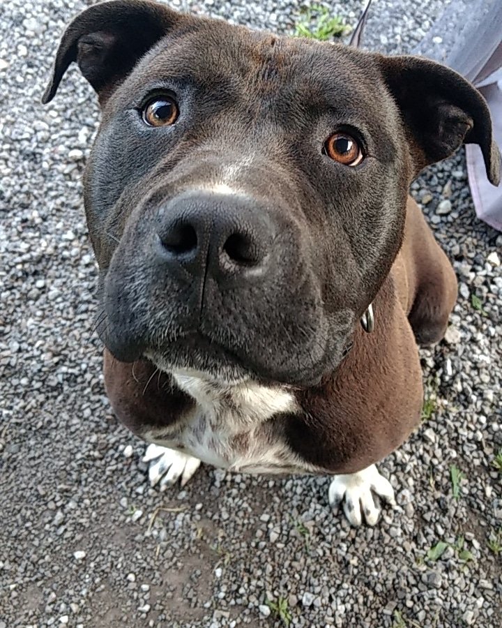 _SarahVance's tweet photo. BUBBA IS LOST. HE GOT LOST IN KENMORE TODAY. HES A YEAR OLD. PLEASE SHARE THIS. I JUST WANT HIM BACK.
 I MADE A POLICE REPORT AND IM GONNA MAKE FLYERS TOMORROW MORNING IF WE DON'T DON'T FIND HIM. 

🚨🚨🚨🚨🚨🚨🚨🚨🚨🚨🚨🚨

      HELP ME FIND HIM PLEASE https://t.co/7g2uGfnb2G